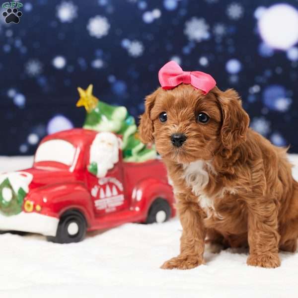 Shelby, Cavapoo Puppy